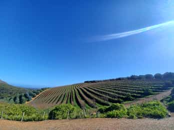 Stellenbosch Half-Day Wine Tour