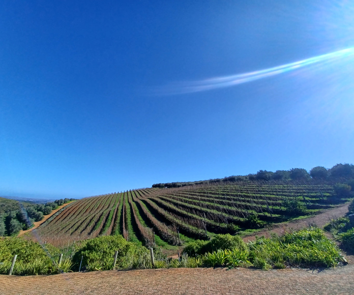 Cape Town: Stellenbosch Wine Half-Day Tour