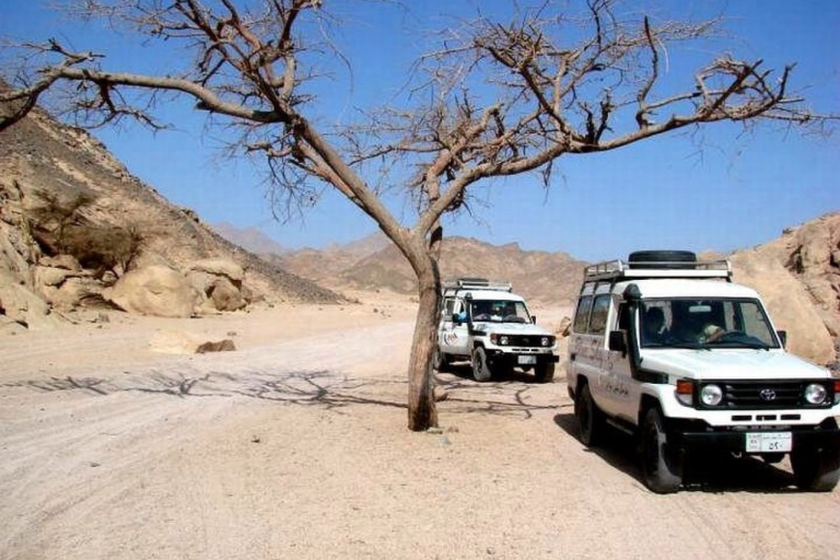 Hurghada: Jeep Safari Abenteuer mit Beduinen Dinner & Show