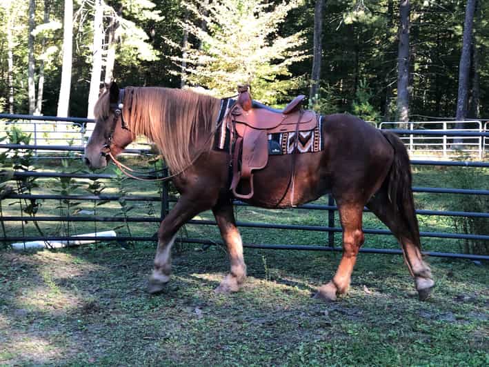 Gettysburg Scenic Battlefield Horseback Riding Tour GetYourGuide