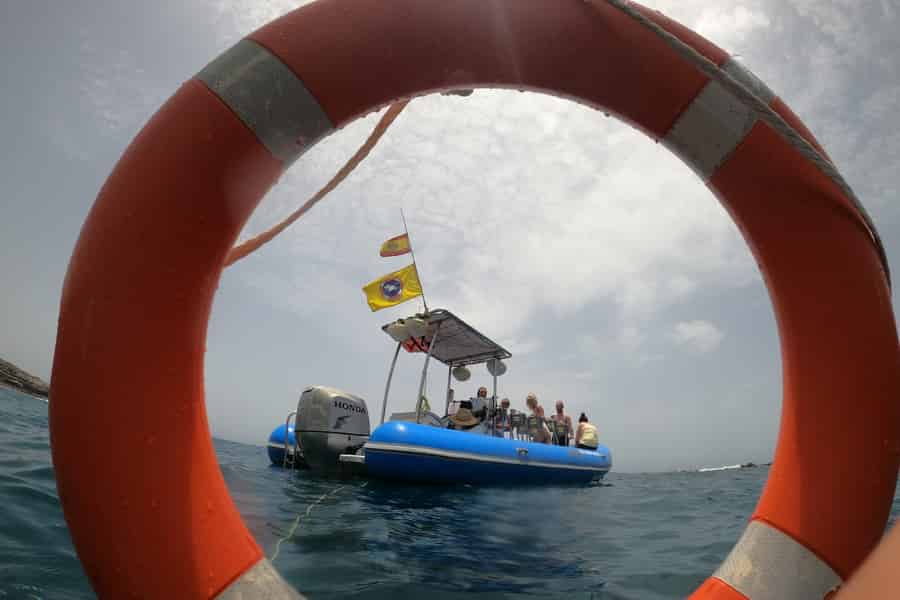 Puerto Colon: Delfin- und Walbeobachtungstour mit dem Schnellboot. Foto: GetYourGuide