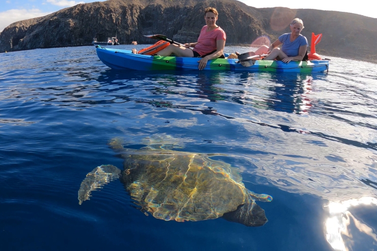 Tenerife : Kayak y snorkel en zona de delfines y tortugasVisita guiada