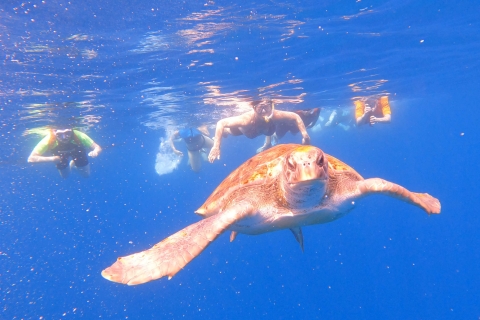 Tenerife : Kayak et plongée en apnée dans la zone des dauphins et des tortuesVisite guidée