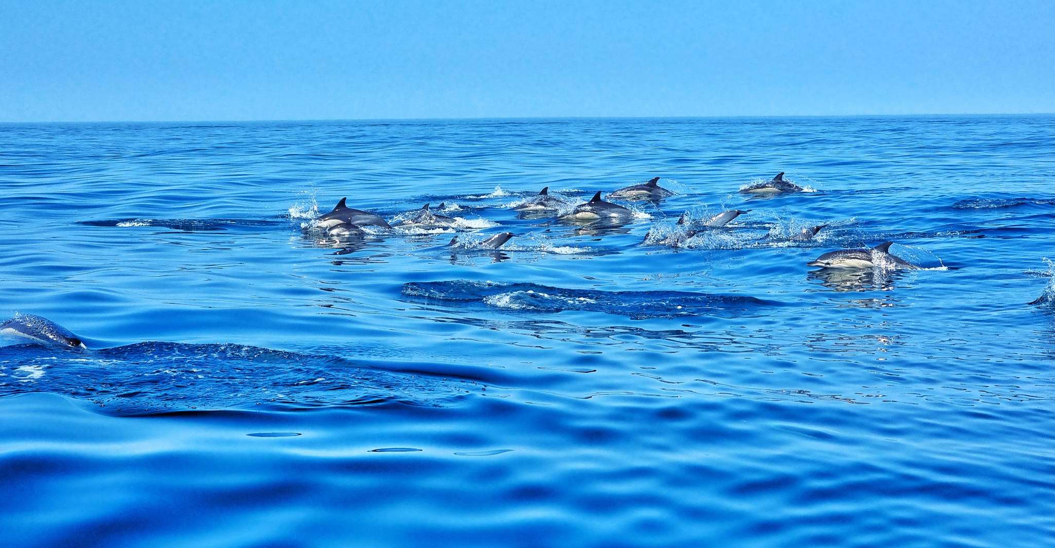 Albufeira, Benagil Cave and Dolphin Sightseeing Boat Cruise - Housity