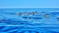 Albufeira, Benagil Cave and Dolphin Sightseeing Boat Cruise - Housity