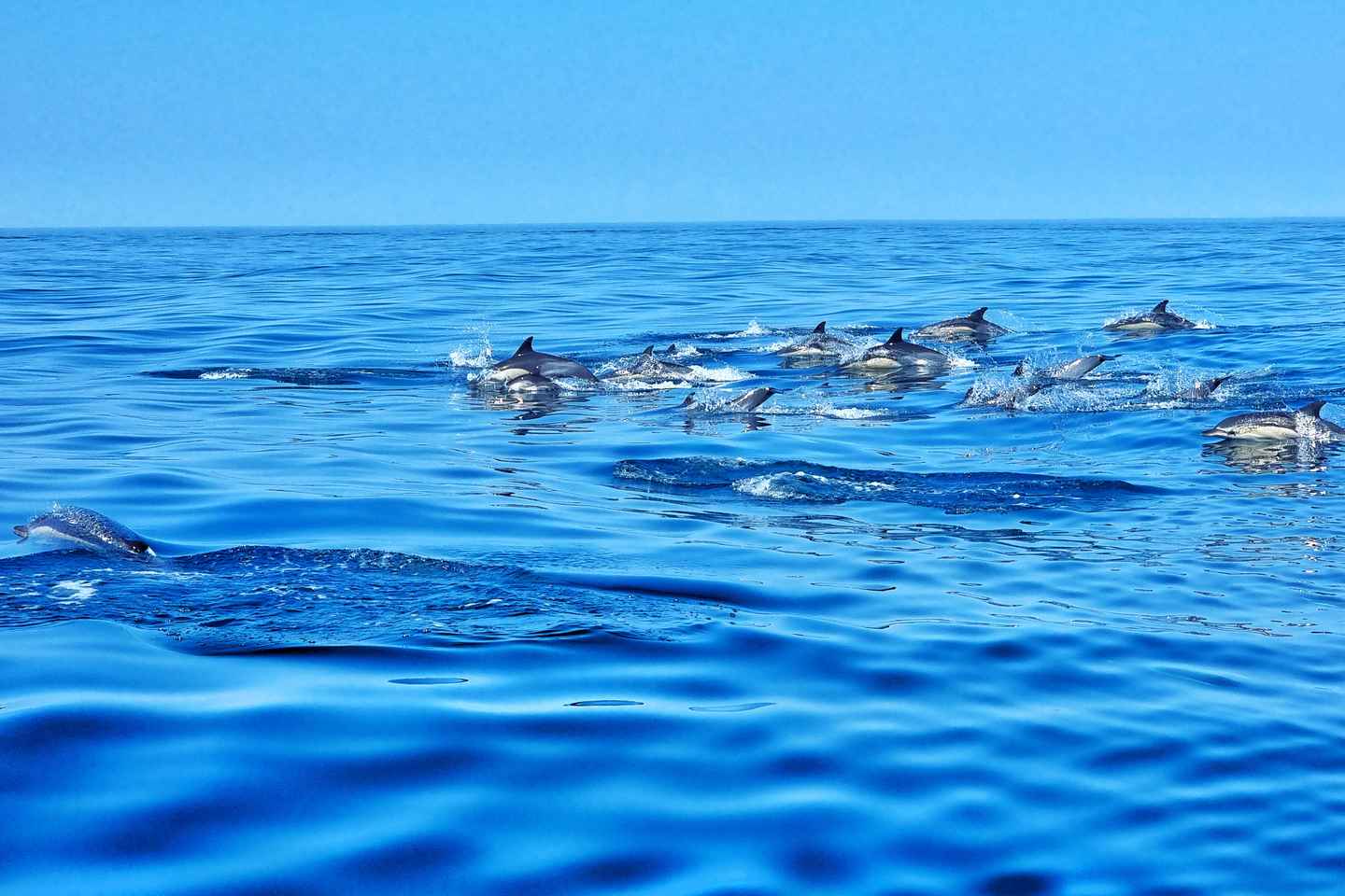 «Альбуфейра: круиз к пещере Бенагил и дельфинам»