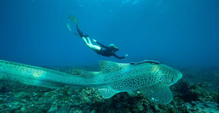 Passeio de caiaque com golfinhos em Byron Bay Tour Guided 2024