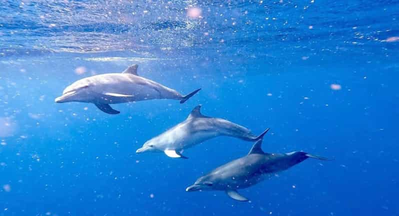 Brunswick Heads: Snorkeling Byron Bay Tour at Julian Rocks | GetYourGuide