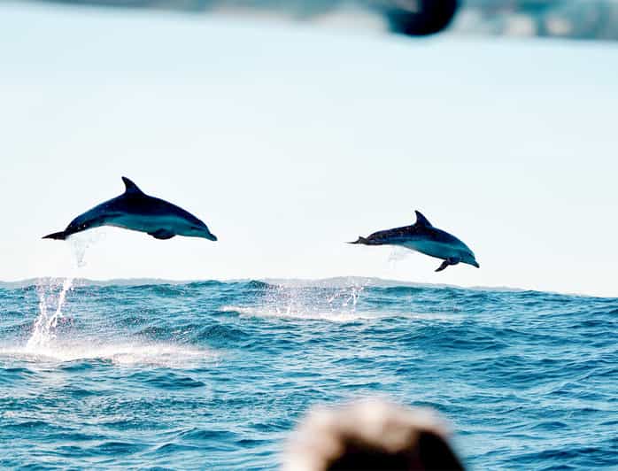Brunswick Heads Snorkeling Byron Bay Tour at Julian Rocks GetYourGuide