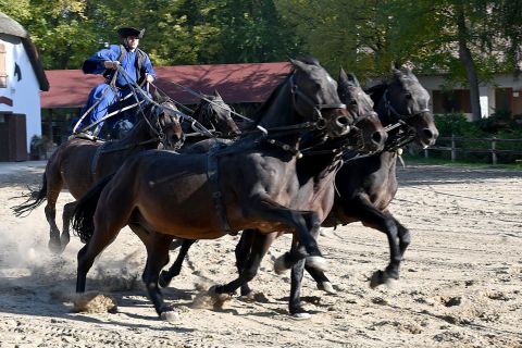 From Budapest: Hungarian Ranch Day Trip with Horse Show
