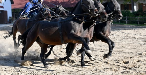 From Budapest: Countryside Ranch Tour, Horse Show & Lunch