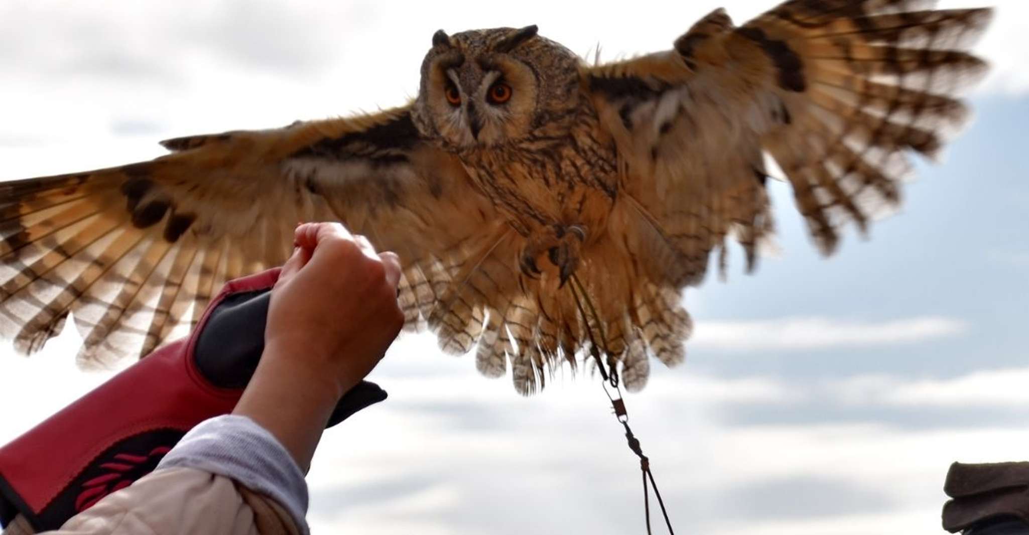 Lleida, Private Falconry Course and Free Flight Show - Hizvo