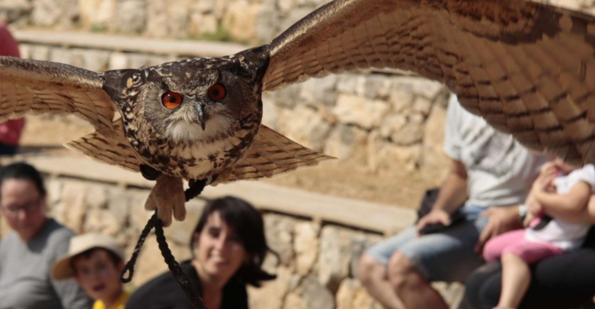 Lleida, Curso de Falconería Privado y Show de Vuelo Libre - Hizvo