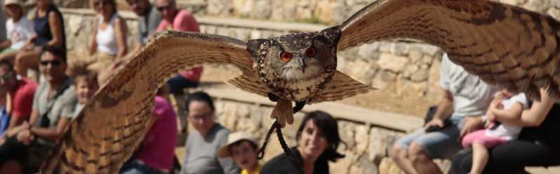 Lleida: Private Falconry Course and Free Flight Show