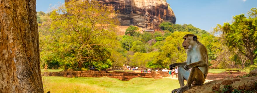 Saindo de Colombo: viagem de um dia a Sigiriya e Dambulla com safári