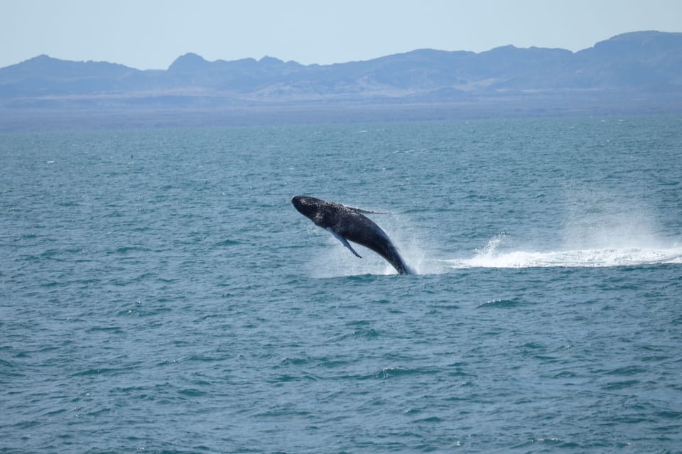 From Reykjavik: Whale Watching Tour | GetYourGuide