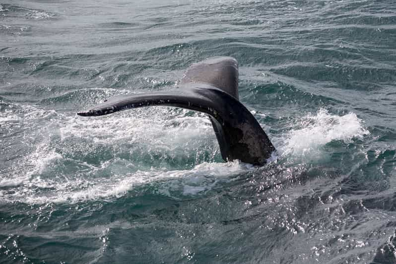 From Reykjavik: Whale Watching Tour | GetYourGuide