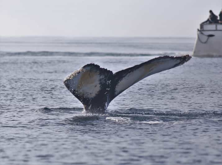 From Reykjavik: Whale Watching Tour | GetYourGuide