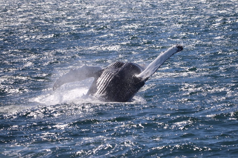 Reykjavik: Whale Watching Excursion