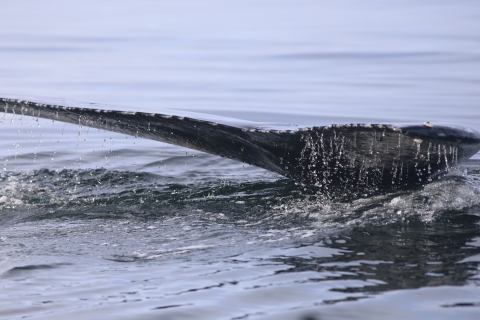 Reikiavik: excursión para avistar ballenas