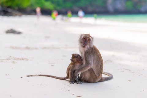 Phuket : Phi Phi Monkey Beach with Snorkeling & Lunch