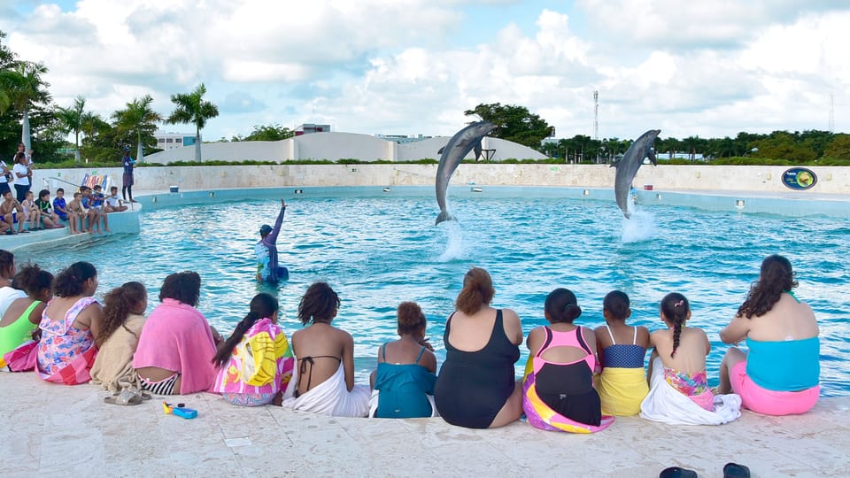 Punta Cana: Dolphin Discovery Swims And Encounters | GetYourGuide