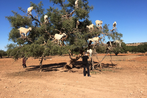 From Agadir: Essaouira Excursion Full Day Trip Agadir Departure