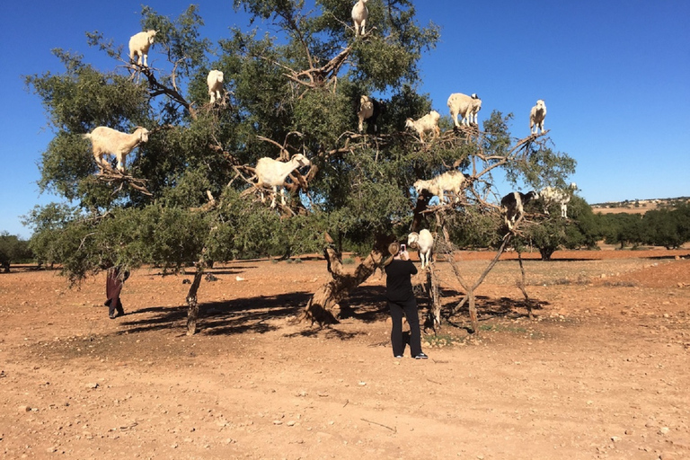 Desde Agadir: Excursión de un día a EssaouiraSalida de Agadir