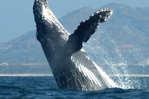 Puerto Vallarta: Tour d&#039;avventura per la ricerca della megatteraOsservazione delle balene