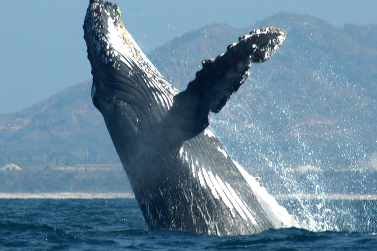 Puerto Vallarta: Tour d&#039;avventura per la ricerca della megatteraOsservazione delle balene