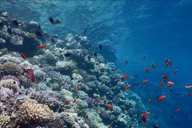 Hurghada : Excursion sous-marine pittoresque avec plongée en apnée et transfert