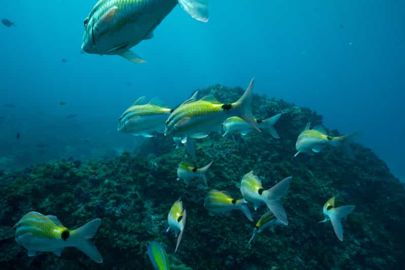 Brunswick Heads Snorkeling Byron Bay Tour at Julian Rocks GetYourGuide