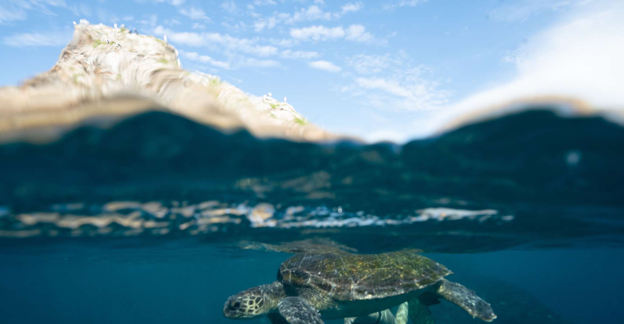 Byron Bay: Snorkeling Tour at Julian Rocks, Nguthungulli photo 10