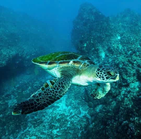 Brunswick Heads: Snorkeling Byron Bay Tour at Julian Rocks | GetYourGuide