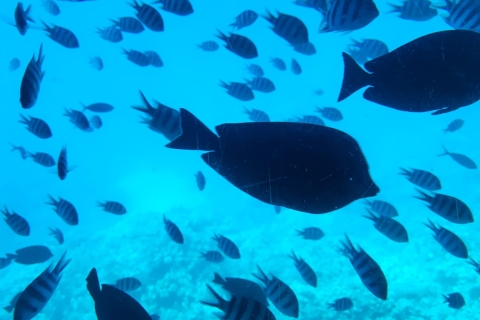 Makadi Bay: zeeleeuwonderzeeërreis met snorkelen