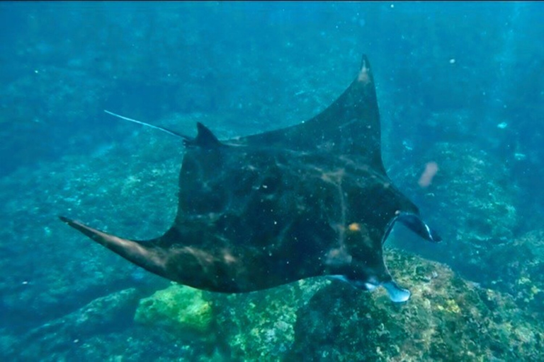 Au départ de Bali : Plongée avec masque et tuba pour les raies Manta et visite de Nusa Lembongan