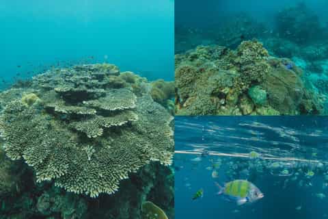 Phuket: Maya, Phi Phi, and Bamboo Island with Buffet Lunch