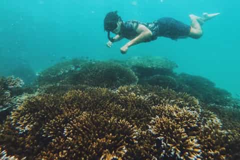 Phuket: Maya, Phi Phi, and Bamboo Island with Buffet Lunch