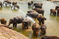 De Colombo, Kandy et Pinnawala voyage d'une journée complète - Hizvo