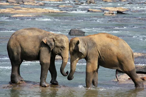 From Colombo: Kandy and Pinnawala Full-Day Trip