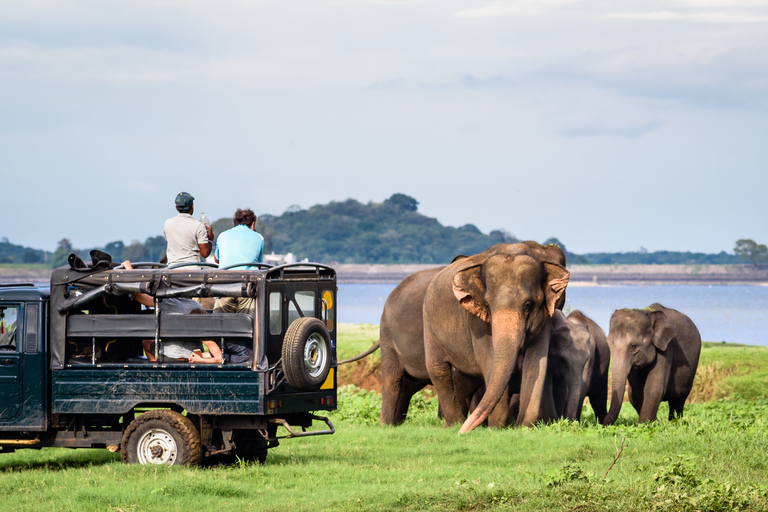 Safari Sigiriya, Dambulla i Minneriya z odbiorem/dowozem