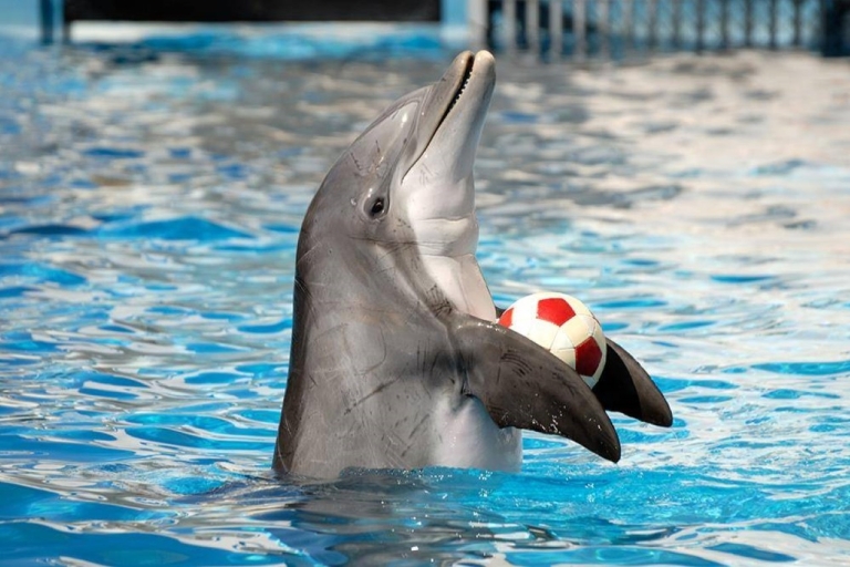 Sharm el-Sheikh: dolfijnenshow en optioneel zwemmen met dolfijnenShow Zonder Zwemmen met Dolfijnen