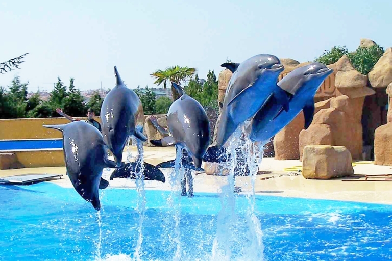 Sharm el-Sheikh: pokaz delfinów i opcjonalne pływanie z delfinamiPokaz z pływaniem z delfinami