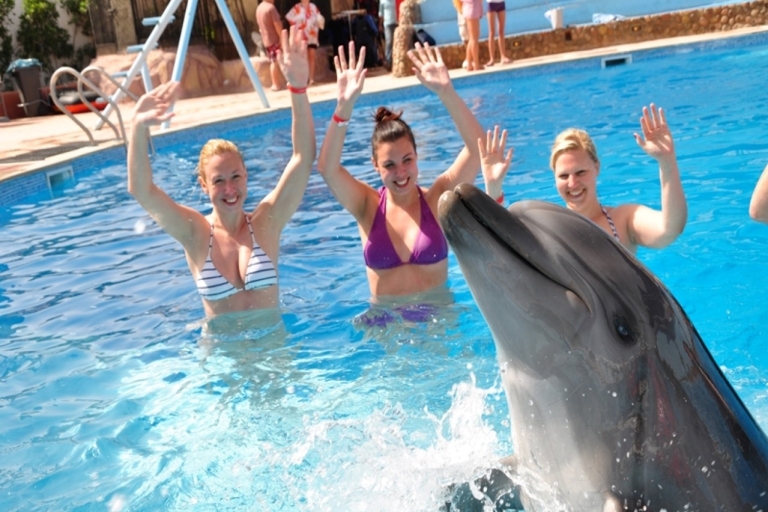 Sharm el-Sheikh: Espectáculo de delfines y nado opcional con delfinesEspectáculo con Nadar con Delfines