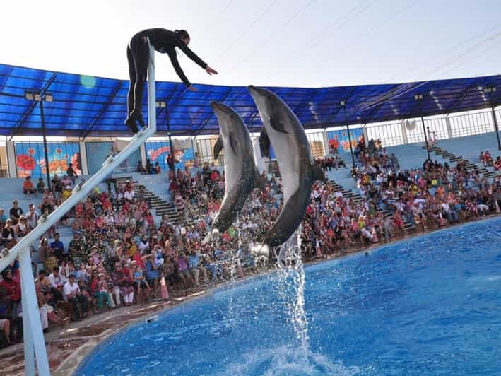 Sharm El-Sheikh: Delfinshow Und Optionales Schwimmen Mit Delfinen ...