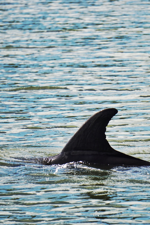 Hilton Head Island Disappearing Island Dolphin Tour GetYourGuide