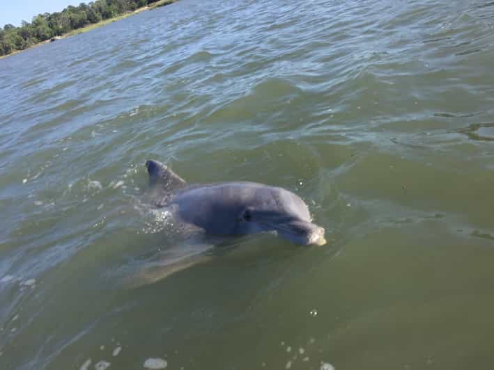 Hilton Head Island Disappearing Island Dolphin Tour GetYourGuide