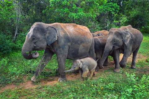 Sigiriya Dambulla &amp; Minneriya Safari with Pickup/Drop