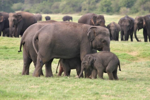 From Negombo: Minneriya National Park Safari Tour Standard Option