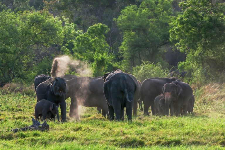From Negombo: Minneriya National Park Safari Tour Standard Option